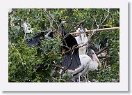 05b-071 * Woodstork and Anhinga * Woodstork and Anhinga