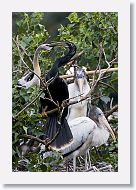 05b-072 * Woodstork and Anhinga * Woodstork and Anhinga