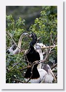 05b-073 * Woodstork and Anhinga * Woodstork and Anhinga