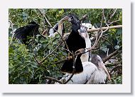 05b-074 * Woodstork and Anhinga * Woodstork and Anhinga