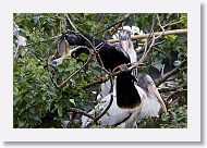 05b-075 * Woodstork and Anhinga * Woodstork and Anhinga