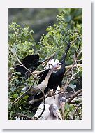 05b-076 * Woodstork and Anhinga * Woodstork and Anhinga