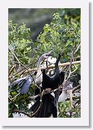 05b-077 * Woodstork and Anhinga * Woodstork and Anhinga