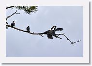 05b-079 * Anhinga * Anhinga