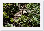 05b-080 * Black-crowned Night-heron * Black-crowned Night-heron