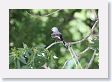 Scissor-tailed Flycatcher.