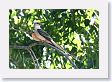 Scissor-tailed Flycatcher.