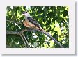 Scissor-tailed Flycatcher.