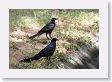 Grackle at Mission San Jose.