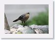 Female Grackle on fountain at the Spanish Govenor's Palace..