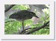 Black-crown Night-Heron at San Antonio Botanical Garden.