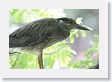 Black-crown Night-Heron at San Antonio Botanical Garden.