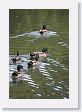 Mallard Ducks at San Antonio Botanical Garden.