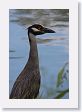 Yellow-crowned Night-Heron at San Antonio Botanical Garden.