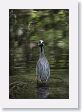 Yellow-crowned Night-Heron at San Antonio Botanical Garden.