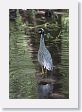 Yellow-crowned Night-Heron at San Antonio Botanical Garden.