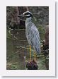 Yellow-crowned Night-Heron at San Antonio Botanical Garden.