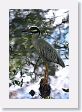 Yellow-crowned Night-Heron at San Antonio Botanical Garden.