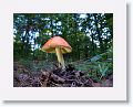 Lake Powhattan mushroom