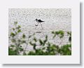 Black-necked Stilt