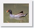 Common Moorhen