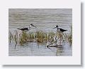 Black-necked Stilt