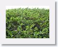 Vine covered wall at Ocean Terrace Inn, St Kitts