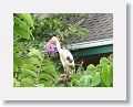 Cattle Egret at Ocean Terrace Inn, St Kitts