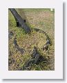 Salvaged anchor from slave ship Phantom which was sunk in Basseterre Harbour by Capt. Long John Silver is displayed at Ocean Terrace Inn, St Kitts