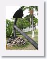 Salvaged anchor from slave ship Phantom which was sunk in Basseterre Harbour by Capt. Long John Silver is displayed at Ocean Terrace Inn, St Kitts