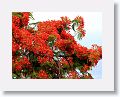 Flamboyant tree at Romney Manor