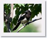 Common Magpie