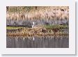 Sandhill Crane nesting on Floating Island Lake