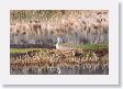 Sandhill Crane nesting on Floating Island Lake