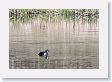 Barrow's Goldeneye on Floating Island Lake