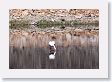 Trumpeter Swan on Floating Island Lake