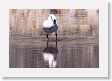 Trumpeter Swan on Floating Island Lake