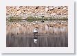 Trumpeter Swan on Floating Island Lake