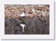 Trumpeter Swan on Floating Island Lake