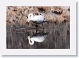 Trumpeter Swan on Floating Island Lake