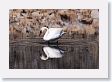 Trumpeter Swan on Floating Island Lake