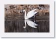 Trumpeter Swan on Floating Island Lake