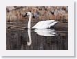 Trumpeter Swan on Floating Island Lake