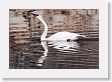 Trumpeter Swan on Floating Island Lake