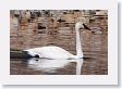 Trumpeter Swan on Floating Island Lake