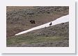 Grizzly sow and cub at play in the snow (still 3/4 mile away)