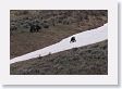 Grizzly sow and cub at play in the snow (still 3/4 mile away)