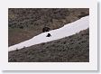 Grizzly sow and cub at play in the snow (still 3/4 mile away)