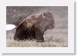 Bison dust bath