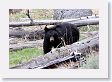 Black Bear at Antelope Creek